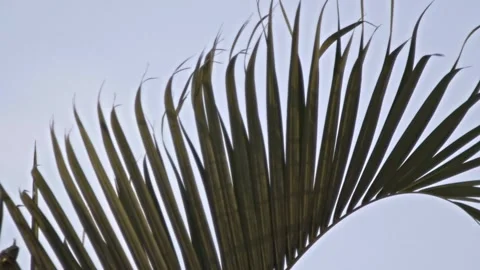 Palm Leaf Swaying in Wind Against Bright Sky in Extreme Closeup Stock Footage 340805481