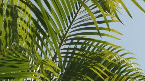 Palm leaf swaying in wind breeze Stock Footage 263935633