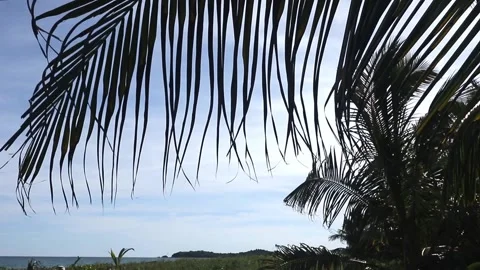 Palm leaf swaying in the wind on a secluded tropical beach Video stock 276805341