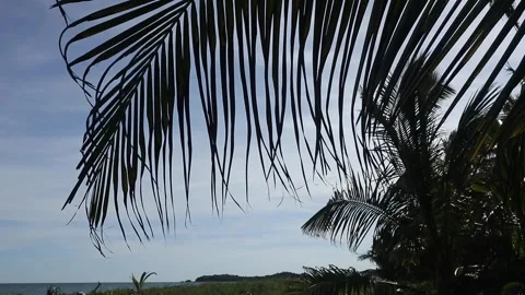Palm leaf swaying in the wind on a secluded tropical beach Video stock 276805450