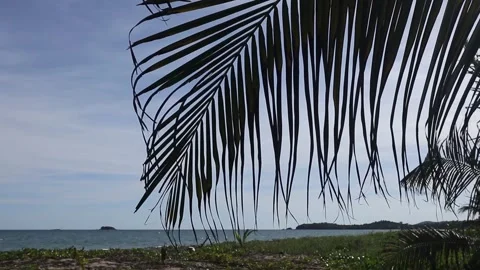 Palm leaf swaying in the wind on a secluded tropical beach Video stock 276806046