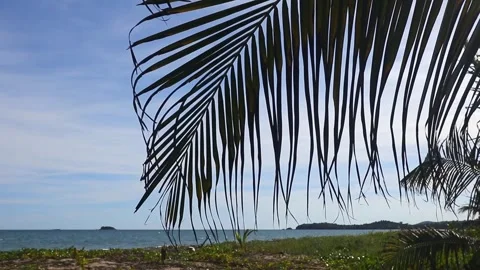 Palm leaf swaying in the wind on a secluded tropical beach Video stock 276806055