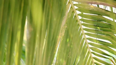 Palm leaf swaying in wind with sun light closeup. Summer background. Video stock 168631624