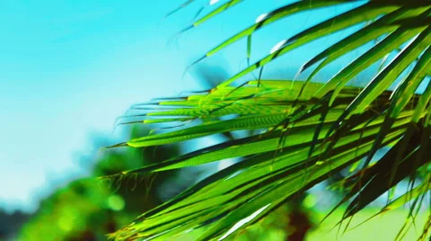Palm leaf sways in the wind on a bright sunny summer day Stock Footage 61072180