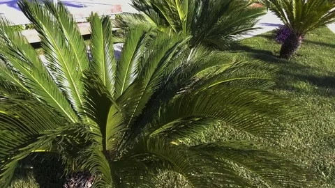 Palm leaf sways in the wind on a bright sunny summer day Stock Footage 84919575