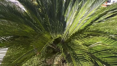 Palm leaf sways in the wind on a bright sunny summer day Stock Footage 84922018