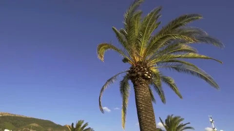 Palm leaf sways in the wind on a bright sunny summer day Stock Footage 84960662
