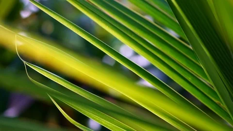 Palm leaf texture, abstract green pattern of foliage plant in nature Slow motion Stock Footage 108563848