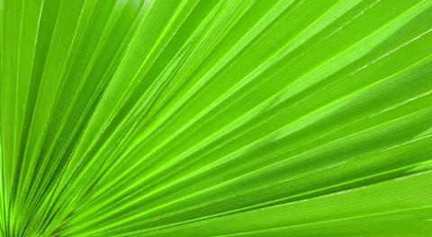  Palm leaf texture for background Palm leaf texture for background Copyrig... Stock Photos