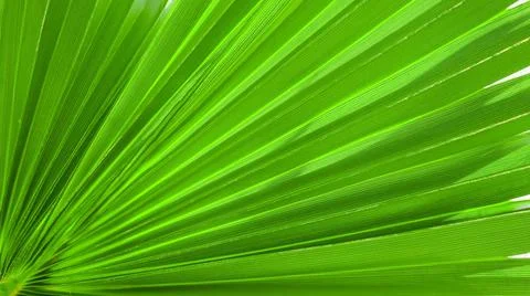 Palm leaf texture for background Palm leaf texture for background Copyrig... 写真素材