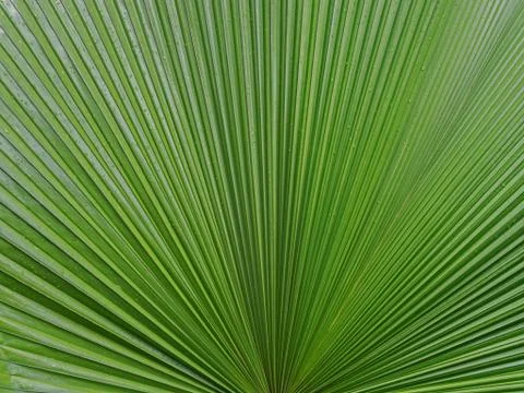 Palm leaf texture background Stock Photos