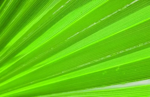 Palm leaf texture for background Stock Photos