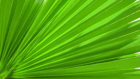 Palm leaf texture for background 写真素材
