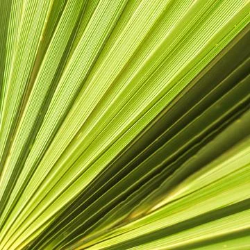Palm leaf texture background. Summer holiday and tropical nature concept. 写真素材