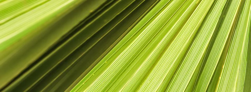 Palm leaf texture background. Summer holiday and tropical nature concept. 写真素材