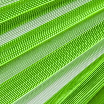 Palm leaf texture background. Summer holiday and tropical nature concept. Stock Photos