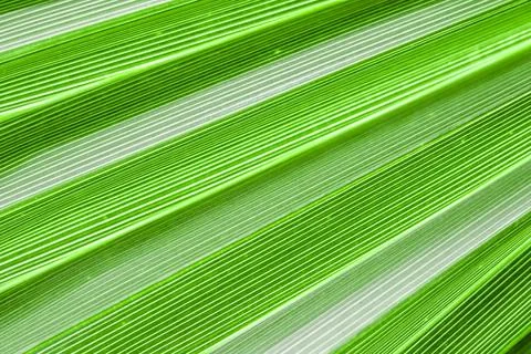 Palm leaf texture background. Summer holiday and tropical nature concept. Stock Photos