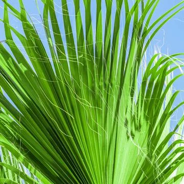  Palm leaf texture on blue sky background Palm leaf texture on blue sky ba... Foto stock