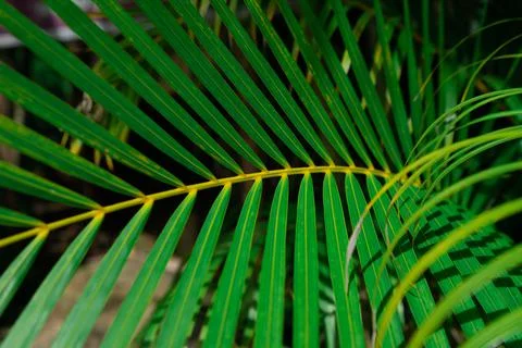 Palm leaf texture, close leaf, natural background. Nature composition Stock Photos