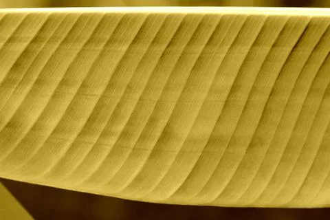 Palm leaf texture close-up. Natural background yellow color toned Stock Photos