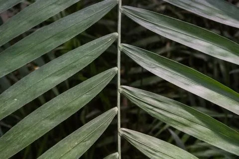 Palm leaf texture, dark green natural background. Stock Photos