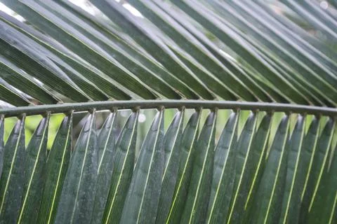 Palm leaf texture, dark green natural background. Stock Photos