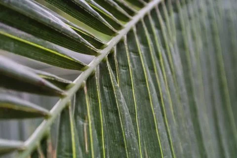 Palm leaf texture, dark green natural background. Stock Photos