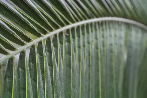 Palm leaf texture, dark green natural background. Foto stock