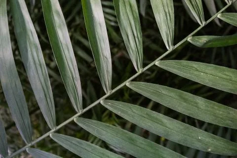 Palm leaf texture, dark green natural background. Stock Photos
