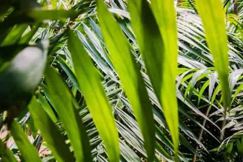 Palm leaf texture, dark green natural background. Stock Photos