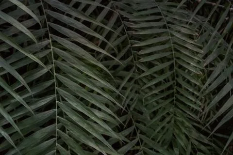 Palm leaf texture, dark green natural background. Stock Photos