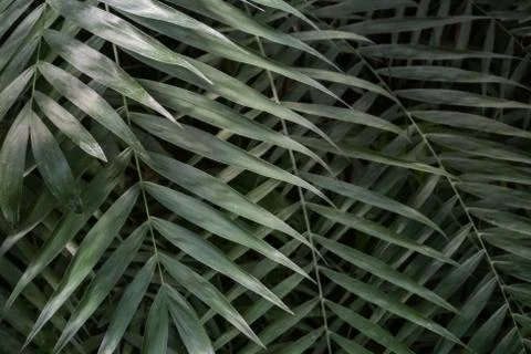 Palm leaf texture, dark green natural background. Stock-Fotos