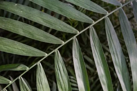Palm leaf texture, dark green natural background. Stock Photos