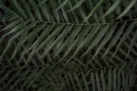 Palm leaf texture, dark green natural background. Stock Photos