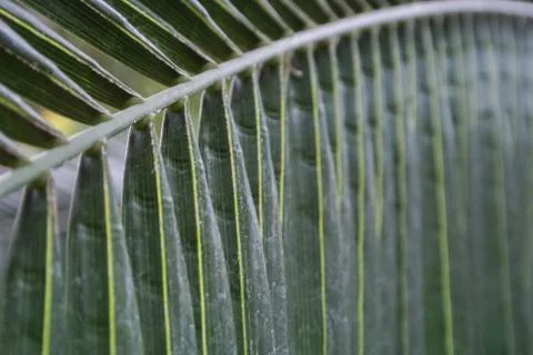 Palm leaf texture, dark green natural background. Stock Photos