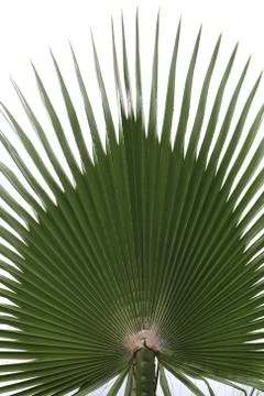 Palm leaf texture. Exotic tree branch. 스톡 사진