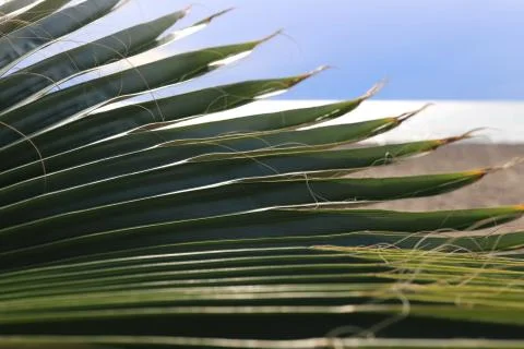 Palm leaf texture. Exotic tree branch. Sea and sky on background. 写真素材