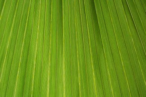 Palm leaf texture, a green natural background. Stock Photos