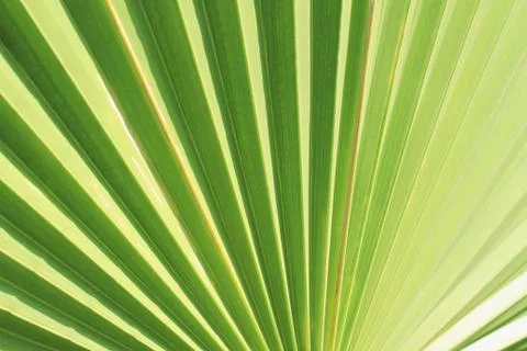 Palm leaf texture as natural background Foto stock