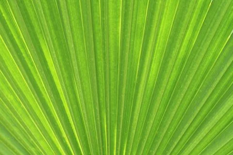 Palm leaf texture as natural background Stock-Fotos