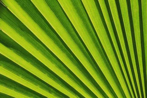 Palm leaf texture as natural background Stock Photos