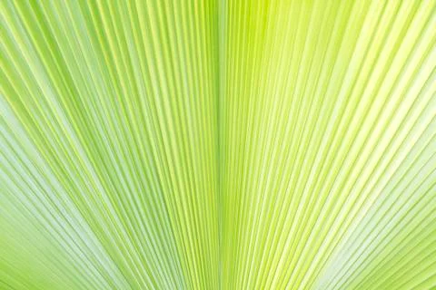 Palm leaf texture or background Foto stock