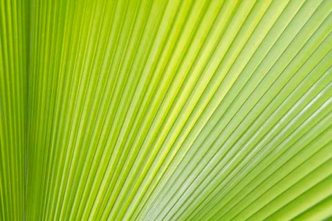 Palm leaf texture or background Stock Photos