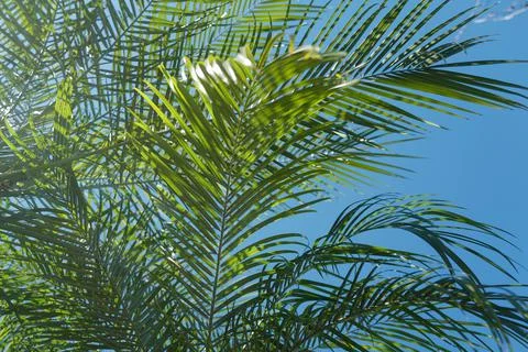 Palm leaf texture, palm coconut foliage nature green background. Tropical green 写真素材