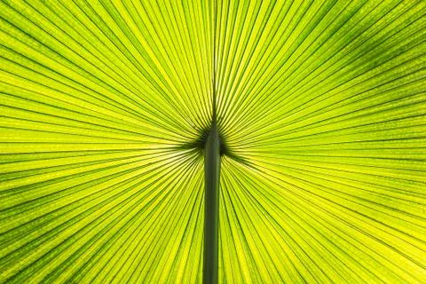 Palm leaf texture Stock Photos