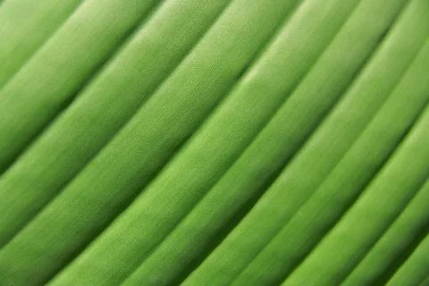 Palm leaf texture Stock Photos