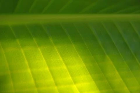 Palm leaf texture Stock Photos