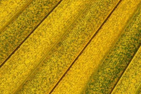Palm Leaf Texture 写真素材