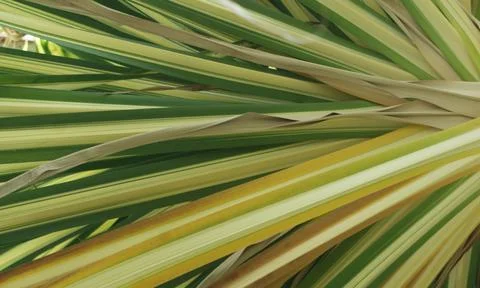 Palm Leaf texture Stock Photos