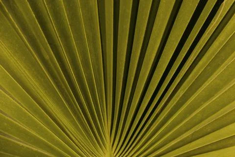 Palm leaf texture Stock Photos